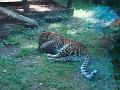 Zoo Cottbus 045
